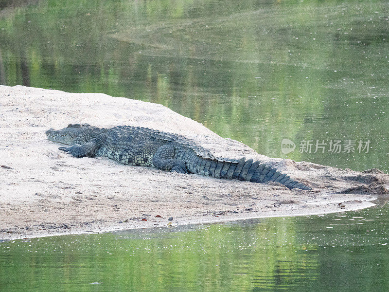 尼罗河鳄(Crocodylus niloticus)在河岸上休息